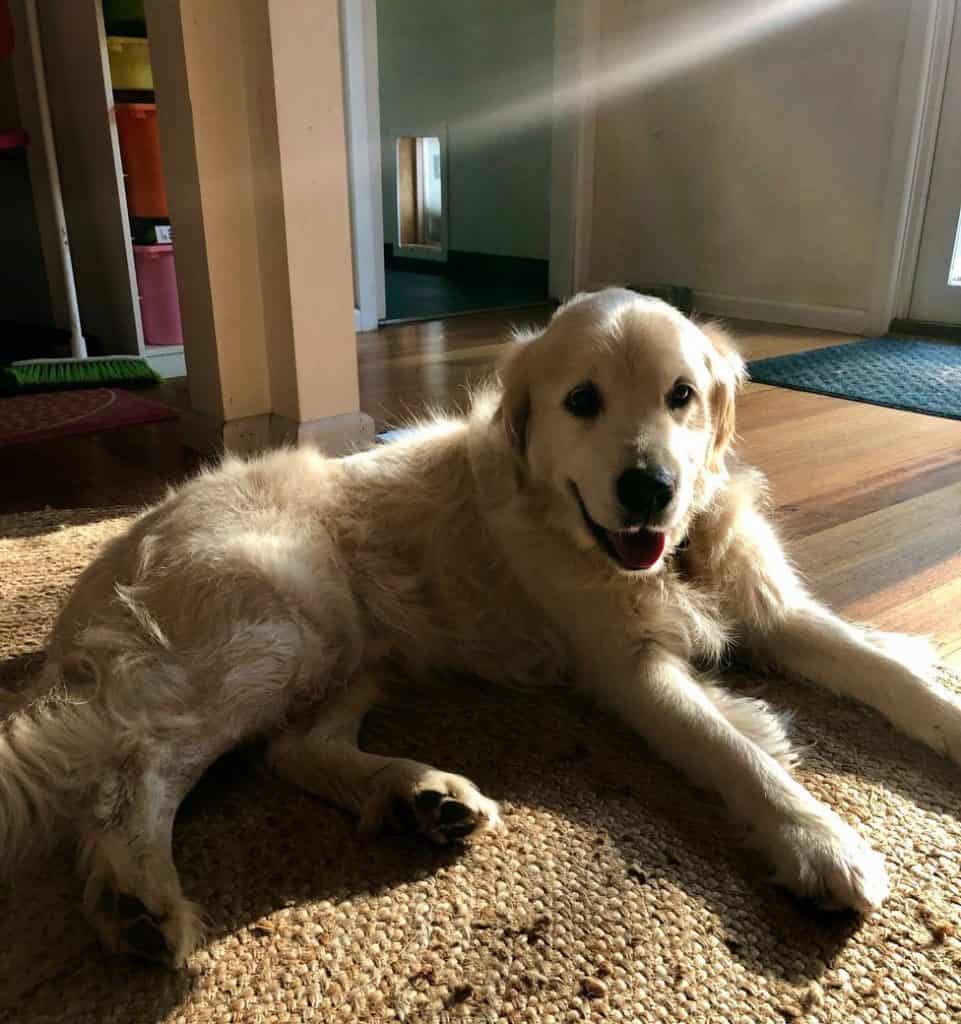 A good way to travel on a budget is to housesit.