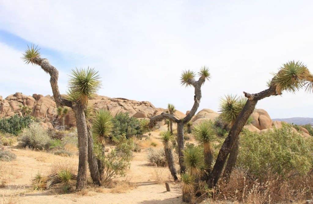 Joshua Tree National Park is one of the best winter trips in the U.S. because of the weather.