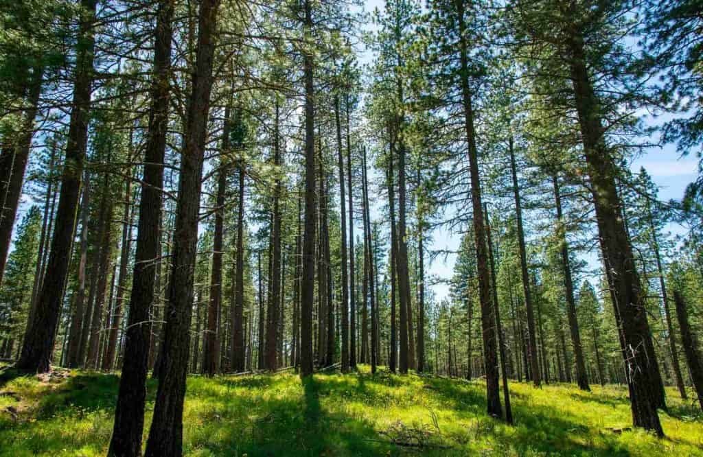 Another unique place to visit in Oregon is the Hood River.