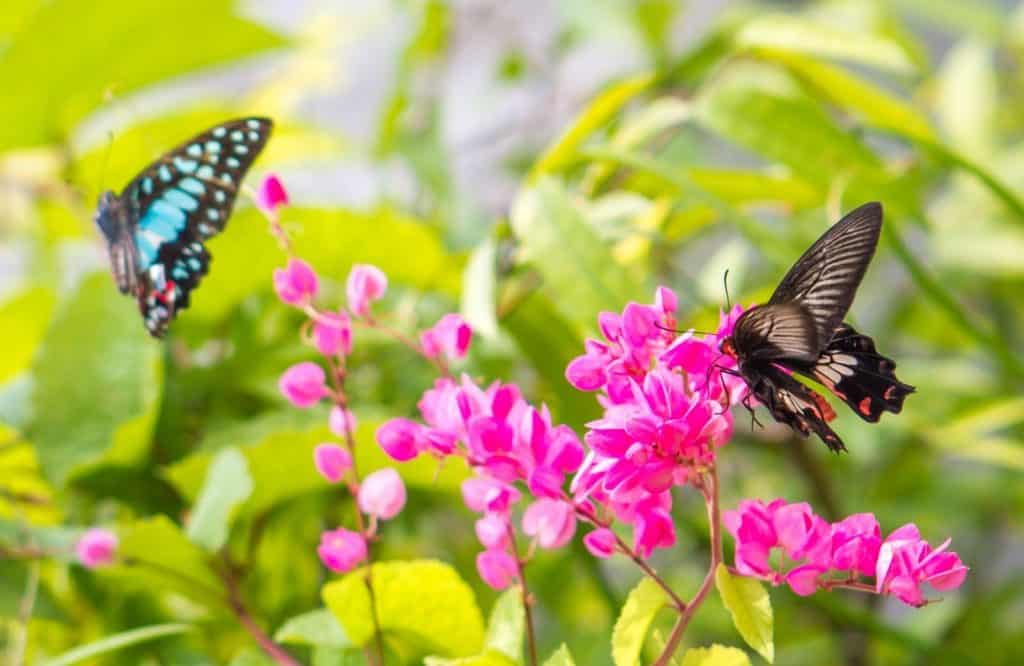 There are so many things to do in Aruba and visiting a butterfly farm is one of them.