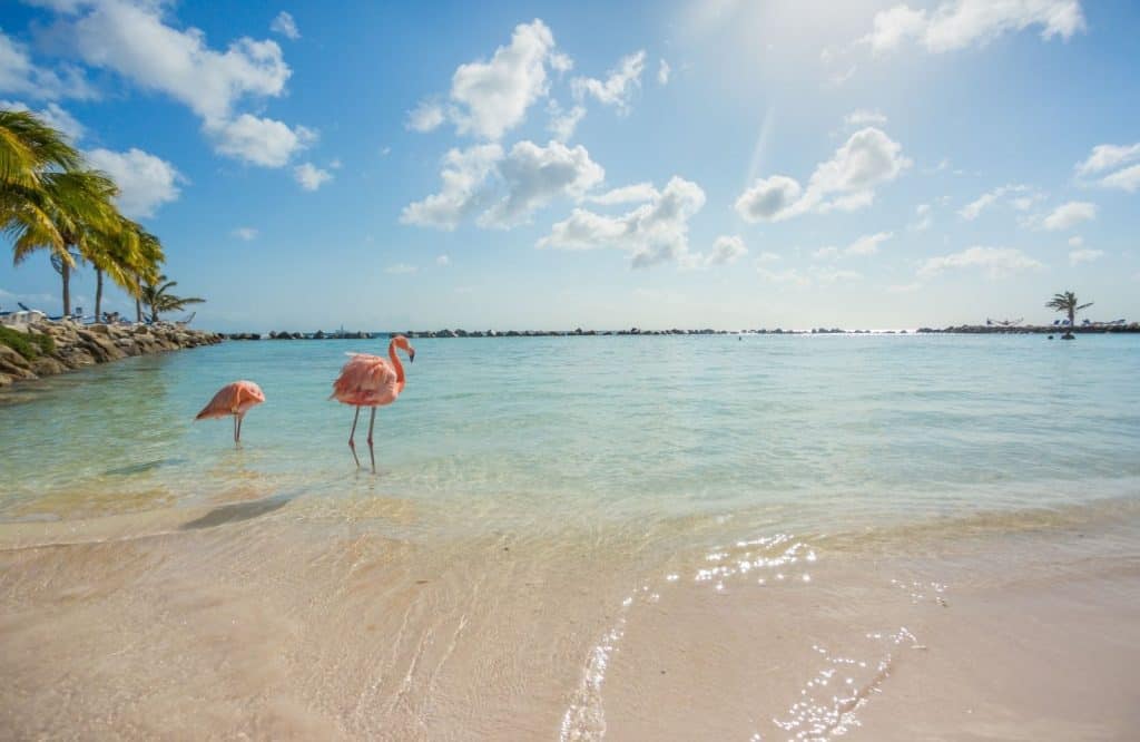 Hanging out with the flamingos at the Renaissance is one of many fun things to do in Aruba.