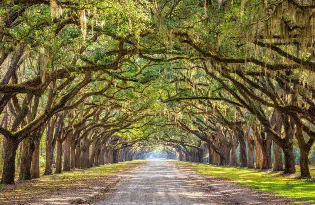 Savannah is one of the prettiest towns in Georgia.