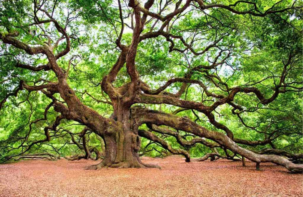 You'll find so many fun things to do during your weekend in Charleston and Angel Oak is one of them.
