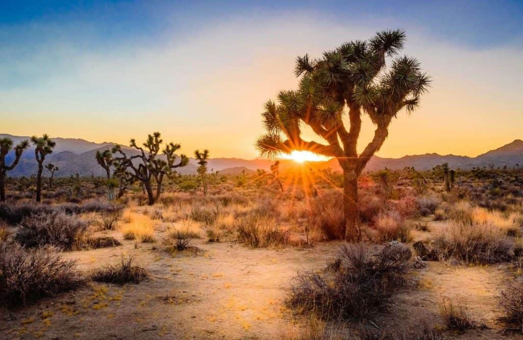 Joshua Tree National Park is one of many great national parks on the West Coast.