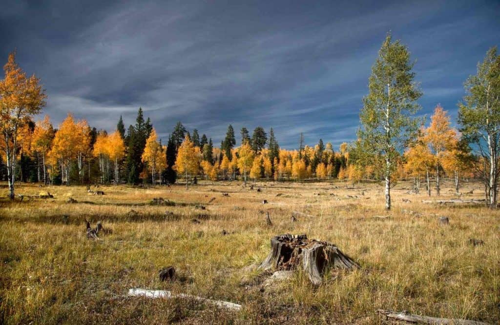 A list of Route 66 attractions wouldn't be complete without Kaibab National Forest.