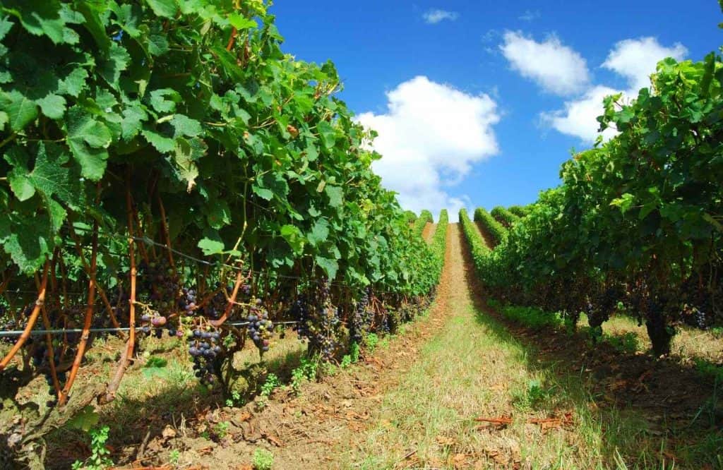 Matakana is one of many great Auckland day trips.