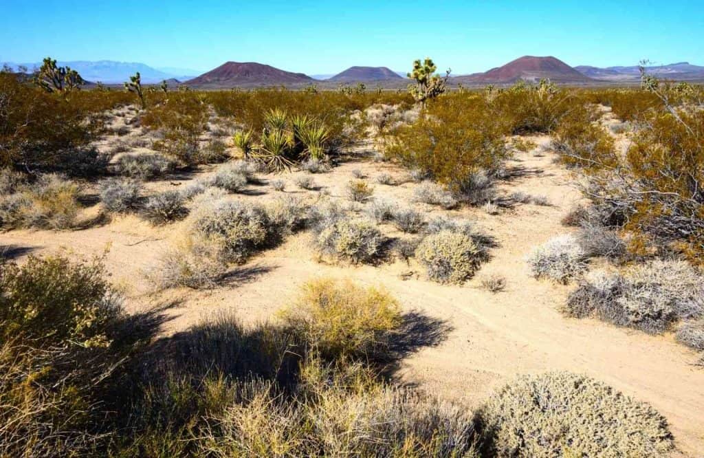 If you're looking for the best Route 66 attractions, visit Mojave National Preserve.