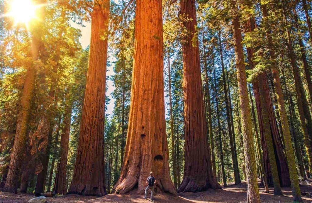 Sequoia National Park is one of the best national parks on the West Coast.
