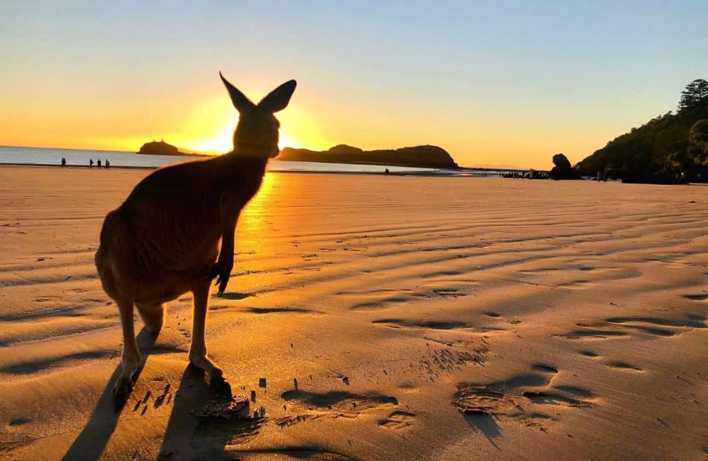 One of the best landmarks in Australia is Cape Hillsborough Beach.