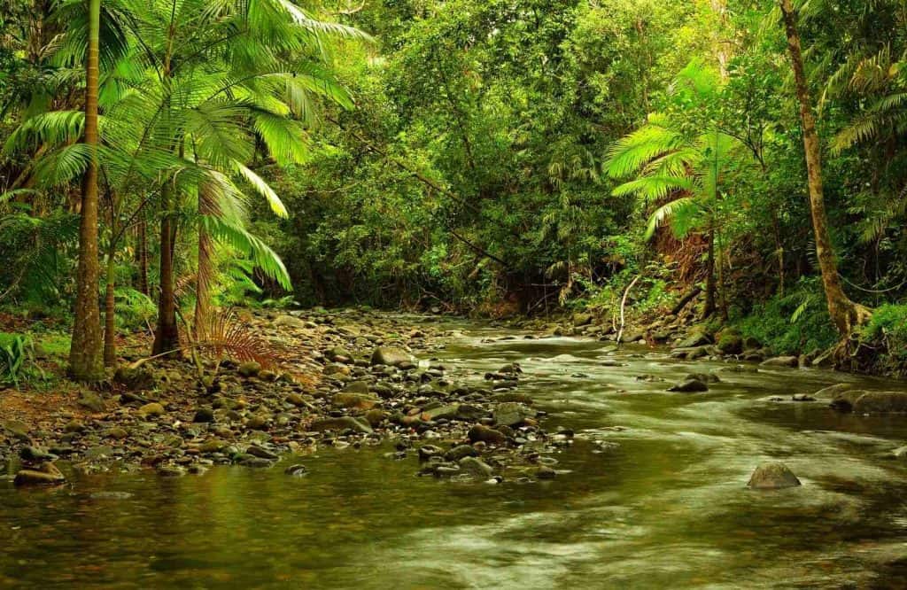 The Daintree Rainforest is one of the most prolific landmarks in Australia.