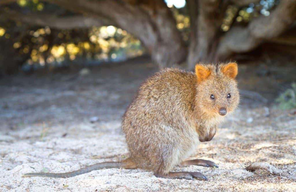 Rottnest Island is one of many incredible landmarks in Australia.