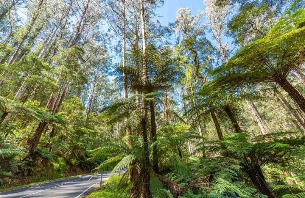 Tall trees on each side of the road which is Great Otway National Park and one of the best Great Ocean Road stops.