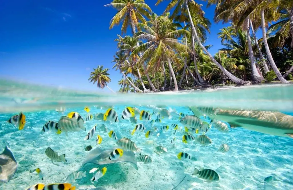 An underwater view of striped fish in clear waters indicating that an underwater camera belongs on every Maldives packing list.