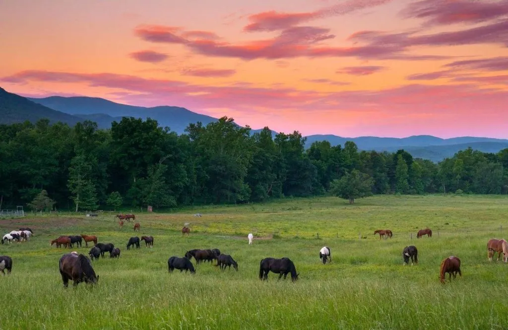 Cows and other wildlife grazing on the grass in a meadow with orange skies in the background in Cades Cove Loop which is one of the best views in the Smoky Mountains.