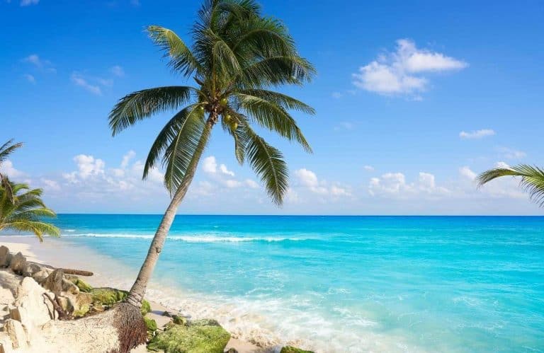 Turquoise waters with white sand a palm tree indicating how to get to playa del carmen from cozumel.
