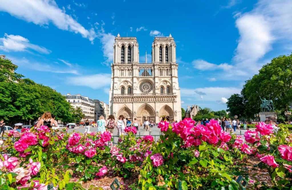 Bright pink flowers in bloom in front of the Notre Dame for Paris captions.