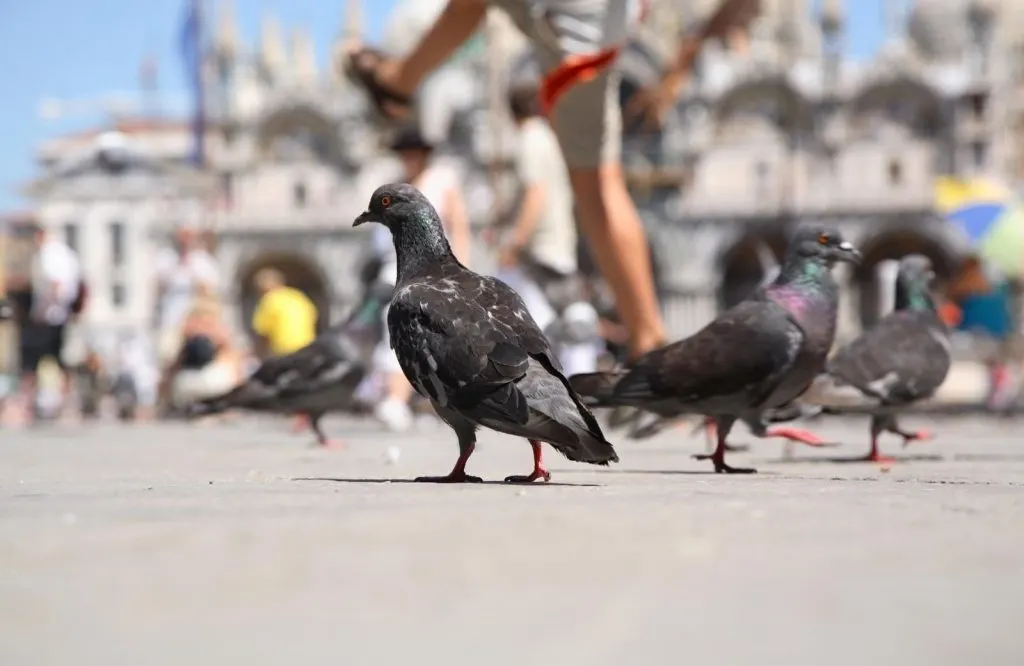 Pigeons on the street and one of the most important things to know before visiting Venice is to not feed the pigeons.