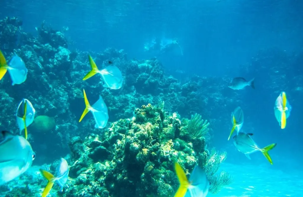 Colorful blue fish surrounding coral for a one day in Roatan itinerary.