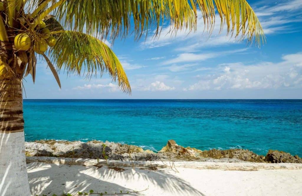 A palm tree with coconuts on a beach with clear blue waters for is Cozumel safe to visit.
