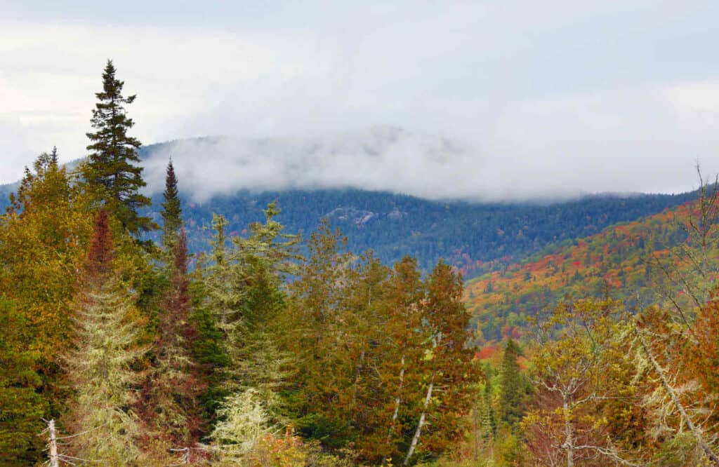 Sugarloaf Mountain with fog and lush green trees.