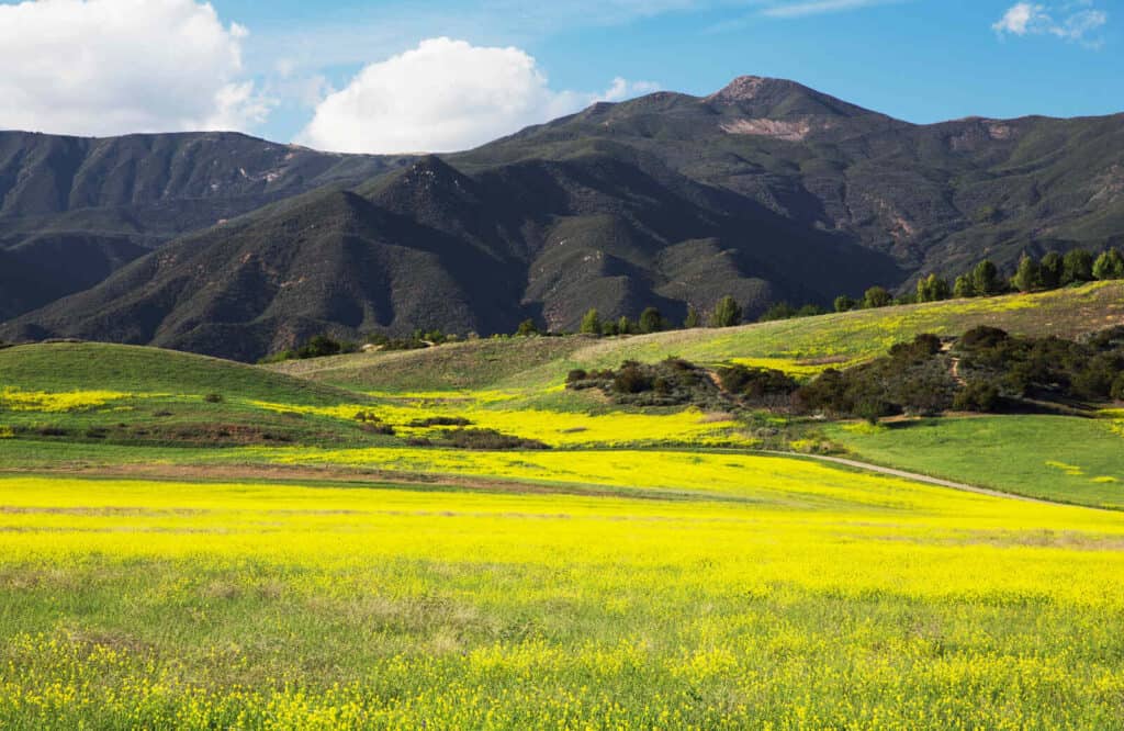 Yellow mustard colored field of flowers and the Topatopa Mountains in Ojai, California.