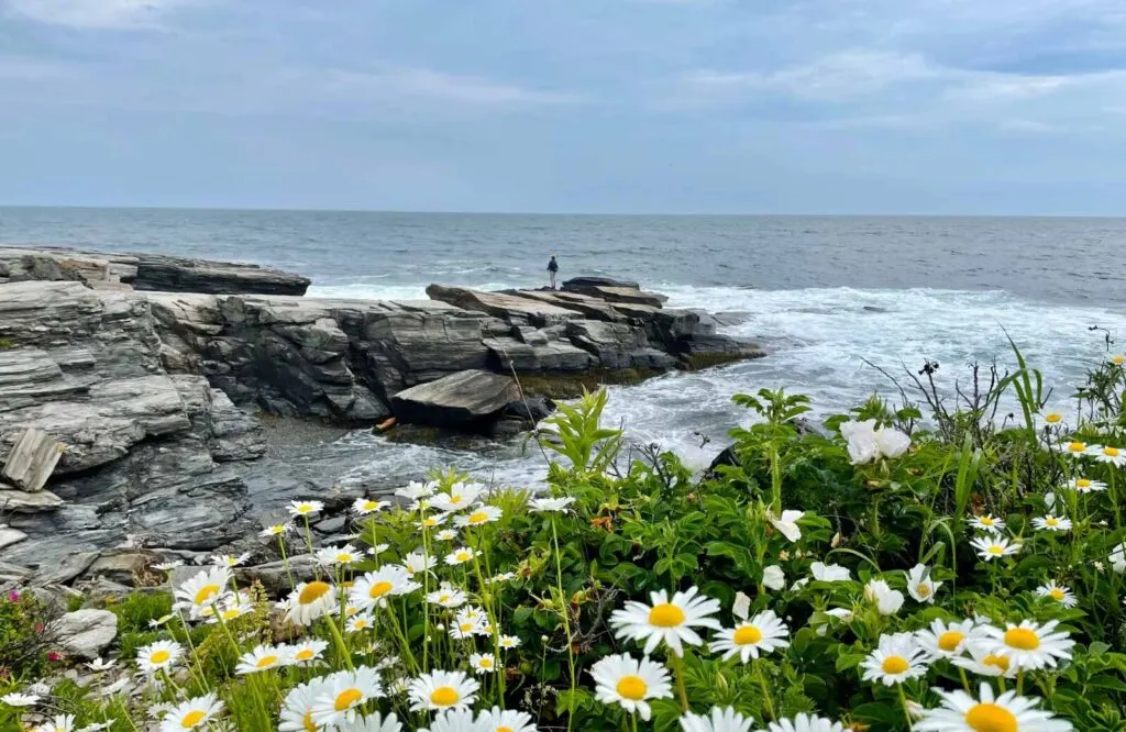 Daises along the cliffs dotting the ocean at Two Lights State Park, which is one of the best places to visit in Maine.