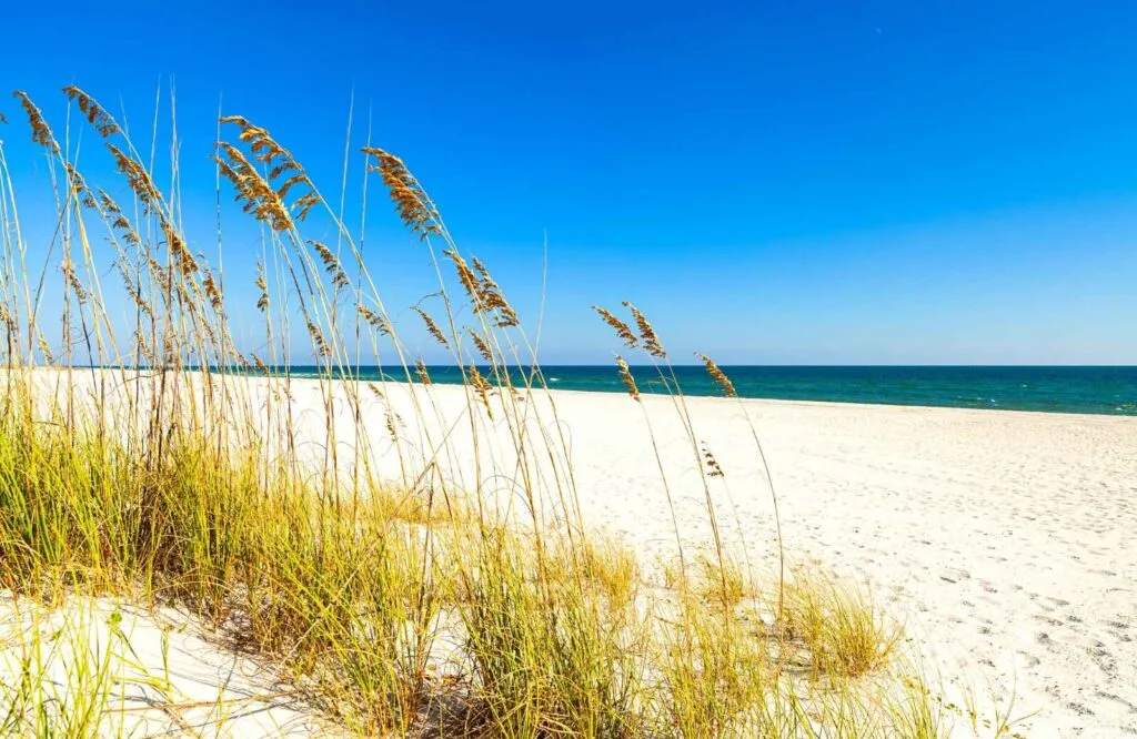 Grass growing out of the white sand along dark blue waters on Eglin Matterhorn Beach, which is one of several beaches in Destin.