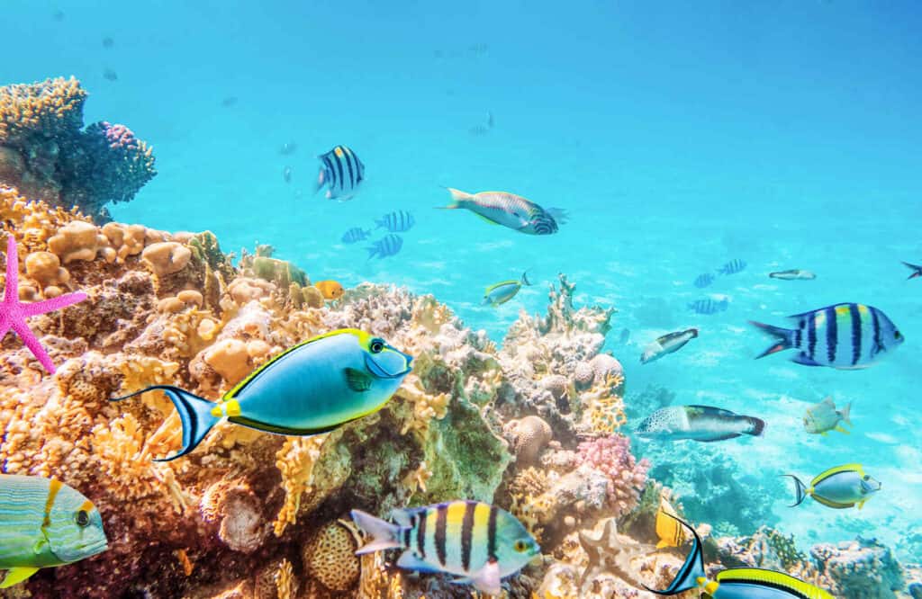Colorful fish and coral reefs under the ocean.
