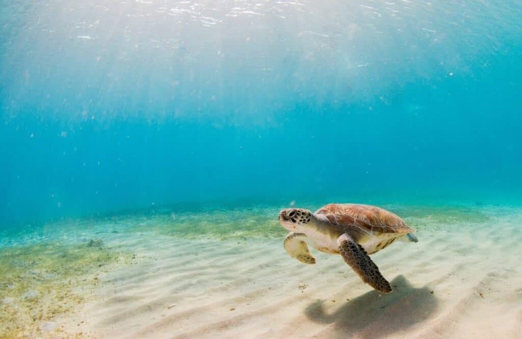 A sea turtle below the water near the ocean floor.
