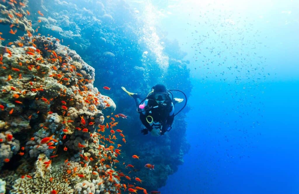 A scuba diver surrounded by lots of small orange fish.