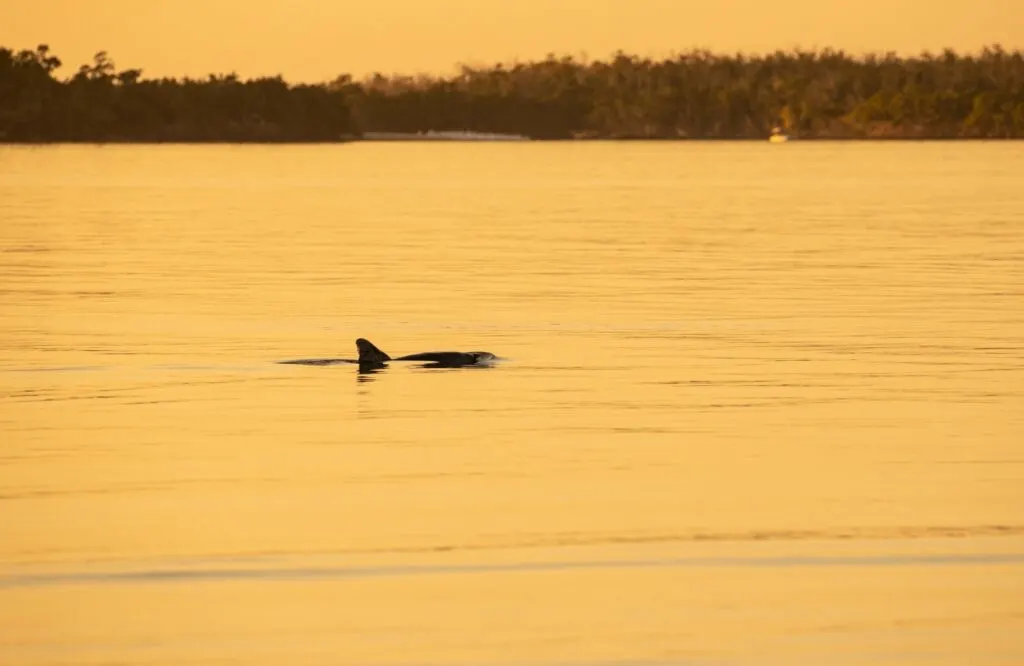 A dolphin coming out of the water at sunset.