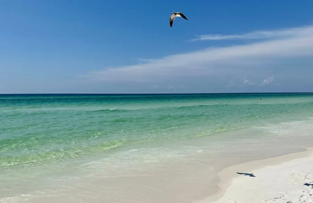 A black and white bird flying over powdery white sand and clear emerald waters at Grayton Beach State Park in Florida.