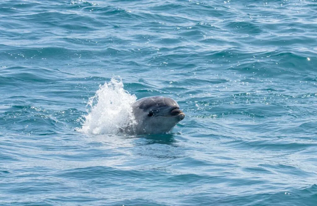 A gray single dolphin playing in the ocean.