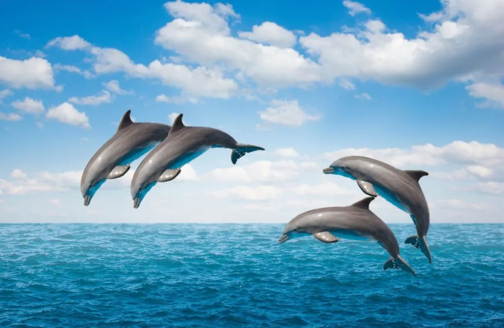 A pod of four gray colored dolphins jumping out of the ocean. 