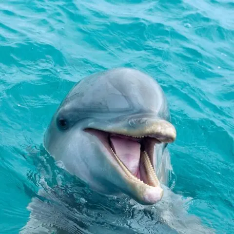 A smiling dolphin in clear blue waters which you'll see on dolphin tours in Destin.