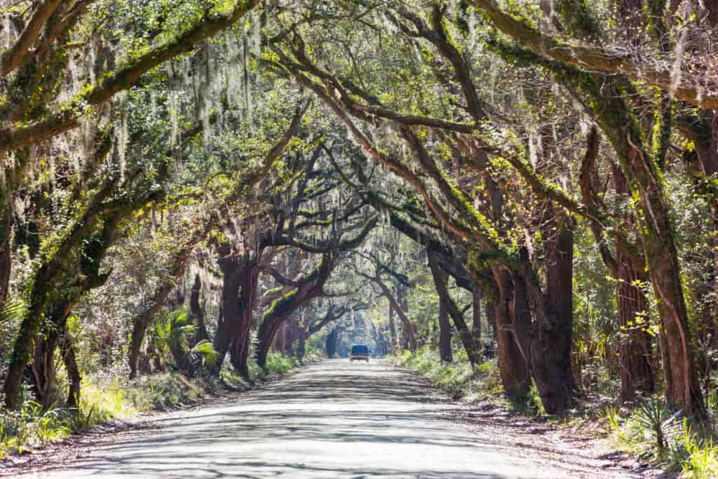 A dirt road winds through a tunnel of live oak trees draped in Spanish moss on a sunny day, with a lone car driving into the distance. This eerie yet beautiful Southern scene evokes the haunting charm found in some of the best Halloween towns in the USA, especially in places like Savannah, Georgia.