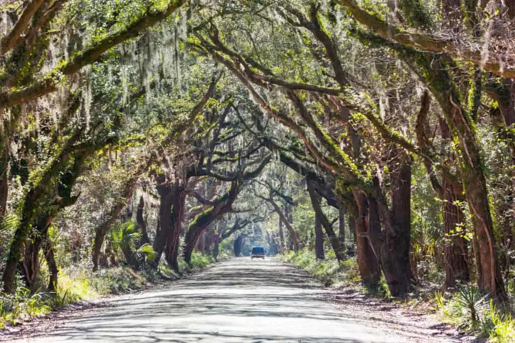 A dirt road winds through a tunnel of live oak trees draped in Spanish moss on a sunny day, with a lone car driving into the distance. This eerie yet beautiful Southern scene evokes the haunting charm found in some of the best Halloween towns in the USA, especially in places like Savannah, Georgia.